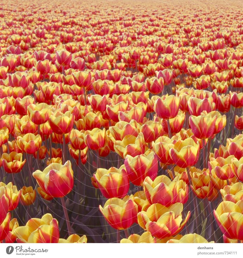 Tulip Sea - More Tulips Vacation & Travel Tourism flower grower Agriculture Forestry Nature Plant Spring Flower Field Blossoming Faded Fragrance Infinity