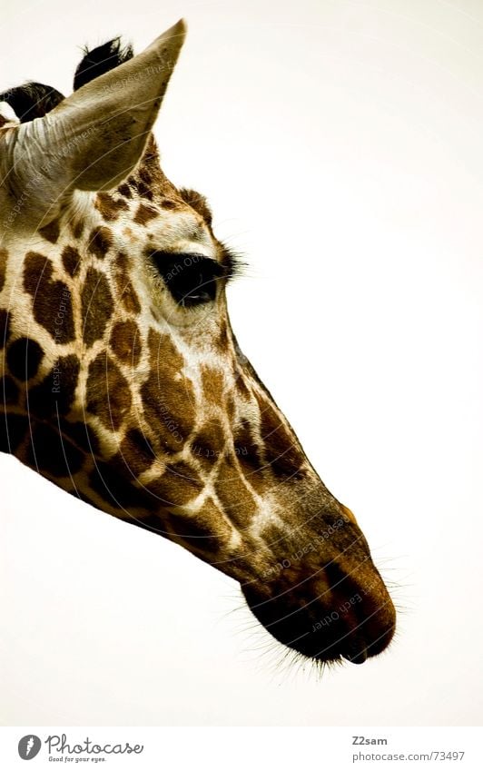 giraffe Animal Long Large Pattern Spotted Brown Beige Silhouette Sweet Snout Giraffe Point Profile Ear Eyes