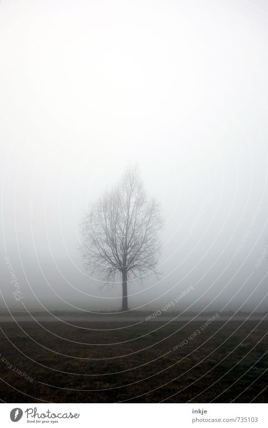 lorn and misty Environment Nature Landscape Earth Air Sky Horizon Spring Autumn Winter Bad weather Fog Tree Park Field Deserted Simple Cold Gloomy Emotions