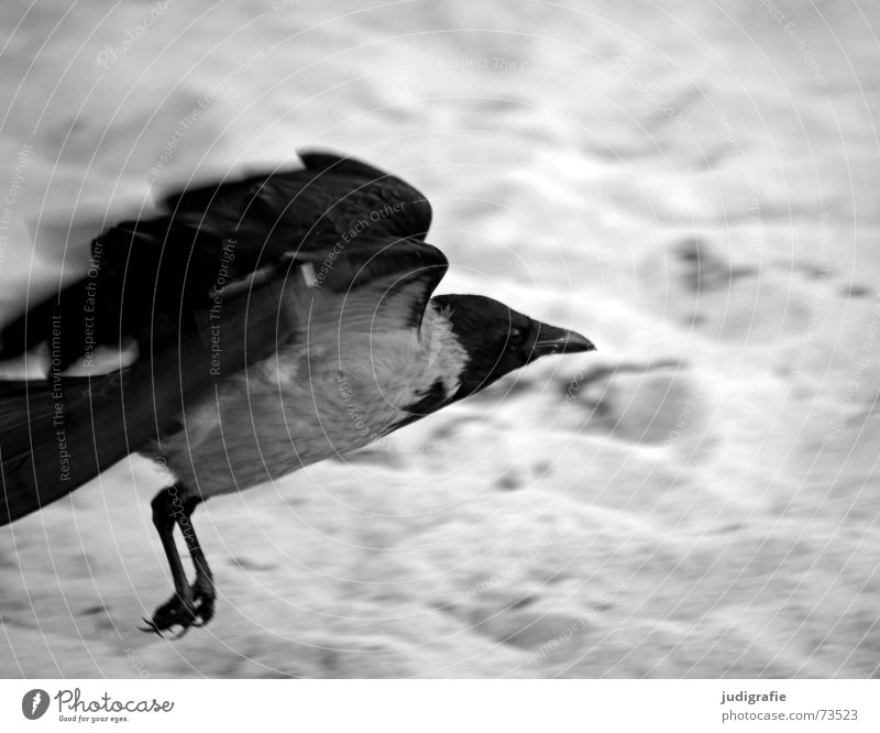 launch Crow Carrion crow Bird Animal Beach Coast Ocean Feather Beak Black Gray Raven birds Western Beach Black & white photo Aviation Beginning Sand Dynamics