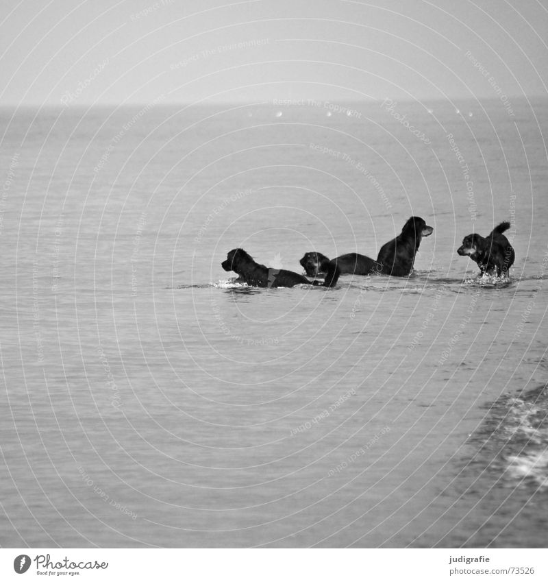 Four dogs bathing Dog Animal Ocean Beach Waves White crest Horizon Playing Pet Mammal Loyalty Seagull Bird Black & white photo Coast Water Sky