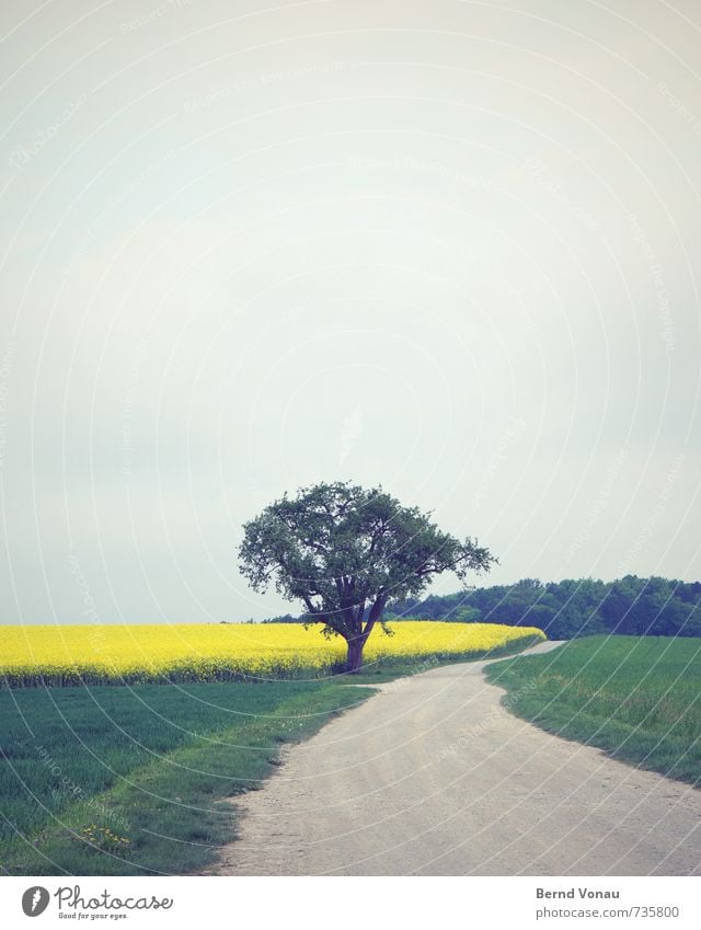 right past Nature Landscape Clouds Spring Tree Grass Field Forest Lanes & trails Yellow Gray Green Canola Gravel Whorl Curve Individual Depth of field