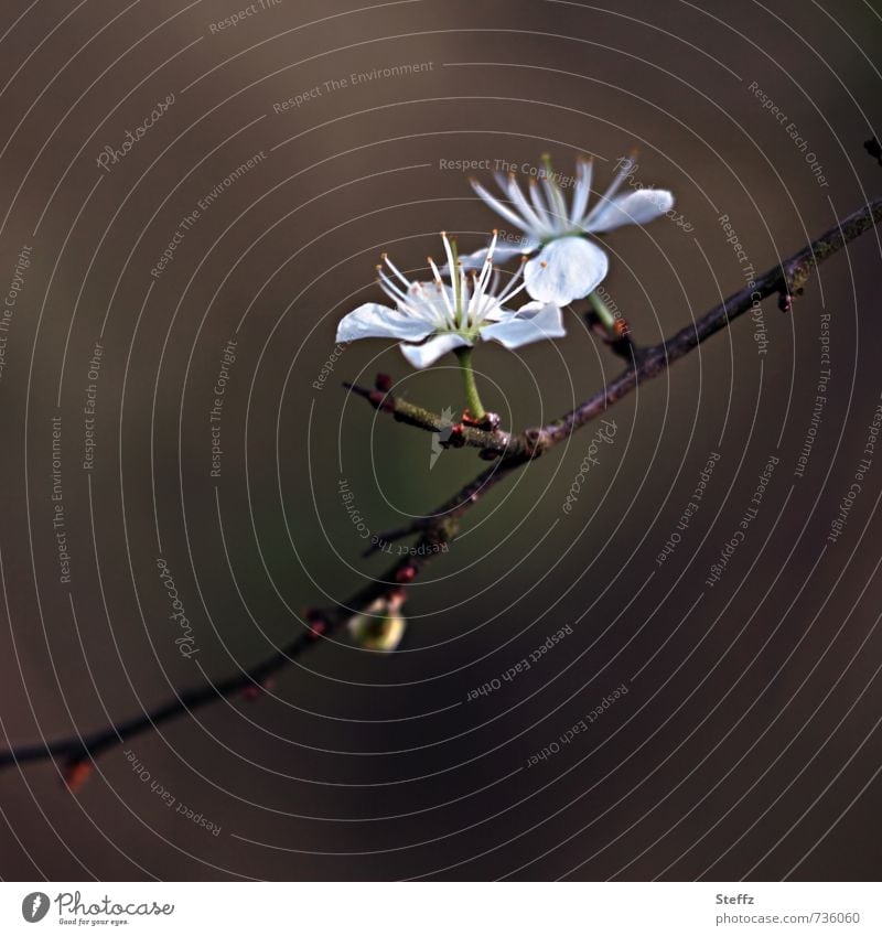 flowering blackthorn Blackthorn Indigenous Wild plant medicinal plant hardy native wild plant Sloe Plantlet Wild Shrub wild wood Minimalistic heyday March April