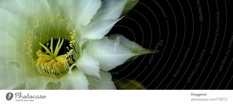 Queen of the night 3 Blossom Cactus Flower Yellow black white flowers colours inside
