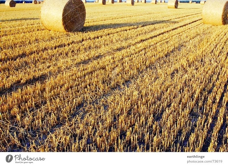 Field at the end Straw Summer Yellow Bale of straw Stubble field Landscape format Analog Roll Evening Stopper Deep Grain Harvest Warmth Shadow