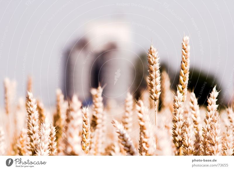 Land and cereals Silo Field Summer Wheat Grain Farm honour Sun