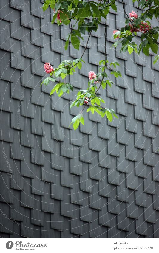 live better Spring Tree Blossom Horse chestnut Chestnut tree House (Residential Structure) Wall (barrier) Wall (building) Facade Roofing tile Slate Spring fever