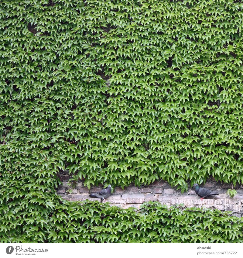 dovecote Plant Foliage plant Ivy Wall (barrier) Wall (building) Facade Bird Pigeon 2 Animal Green Hiding place Creeper Colour photo Exterior shot Pattern