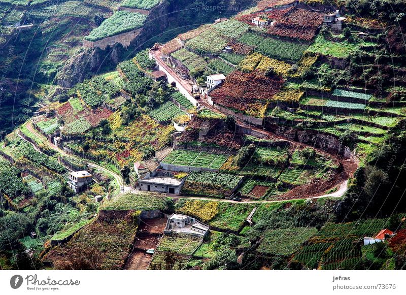 vineyard agriculture in the Madeira Island House (Residential Structure) wine mountains fields landscapes Houses rural