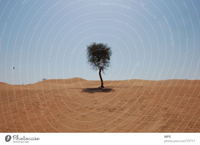 The desert tree of Dubai Tree Physics Hot Dry Loneliness Plant Desert Sand Warmth Sky Landscape Nature Beautiful weather