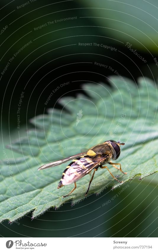 To hell with.... Nature Plant Animal Spring Leaf Foliage plant Wild plant Nettle leaf Stinging nettle Meadow Field Hover fly 1 Sit Wait Brown Yellow Green