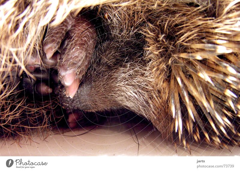 good night Hedgehog Sleep Night Dream Animal Pelt Trust Mammal jarts Spine