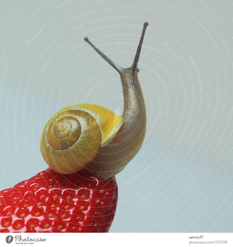 Wellness for the snail Fruit Well-being Senses Wild animal Snail 1 Animal Disgust Healthy Curiosity Sweet Yellow Red Lust To enjoy Strawberry Alluring Feeler