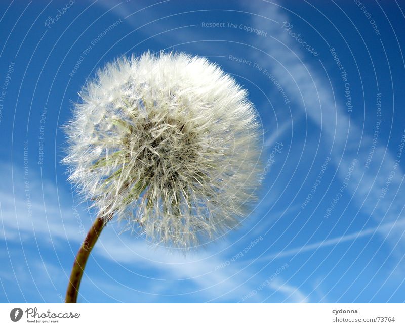 dandelion Beautiful Far-off places Summer Moody Color gradient Air Calm Dandelion Blow Small Fine Plant Perfect Clouds Sky Nature Blue Clarity Empty Trip Wind