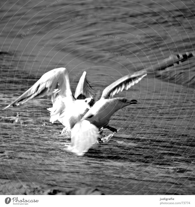brawlers Seagull Silvery gull Bird Attack Aggravation Dangerous Ocean Beach Black Black & white photo Anger Argument Fight Threat Fear Baltic Sea Sand Water