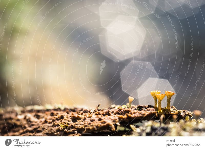 Mysterious Miniworld. Nature Plant Spring Summer Beautiful weather Moss Lichen Exceptional Simple Success Creepy Natural Multicoloured Decompose Colour photo