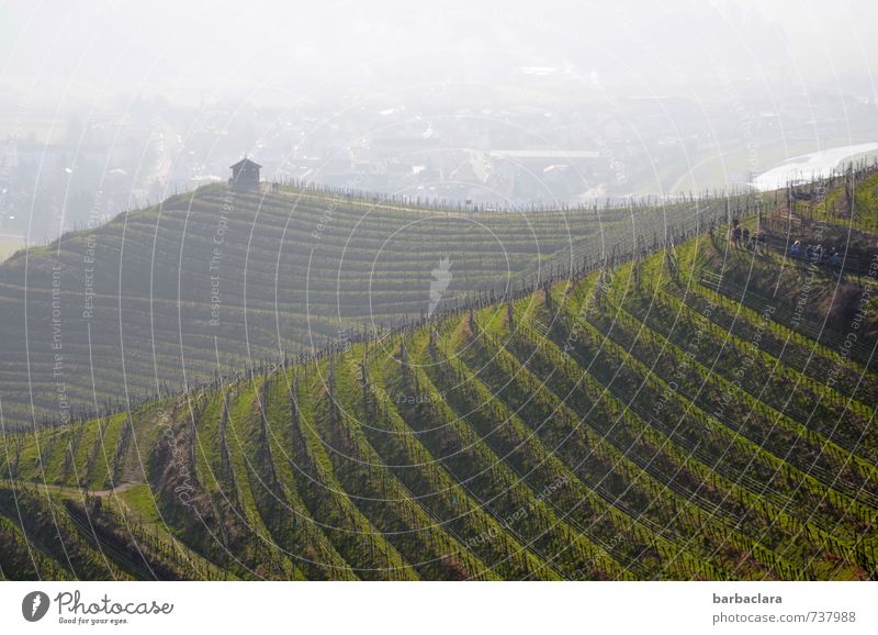 Harvest Festival | Badischer Wein Nature Landscape Spring Plant Vine Hill Vineyard Outskirts Line Stripe Growth Many Green Climate Culture