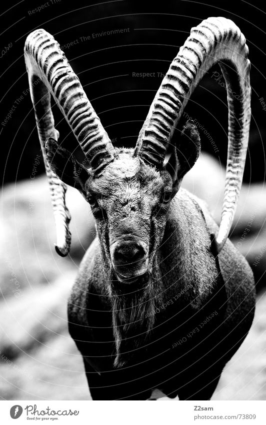 stonebuck Capricorn Animal Antlers Weapon Buck Goats Stone Pelt Black & white photo Mountain Alps Level goat's beard