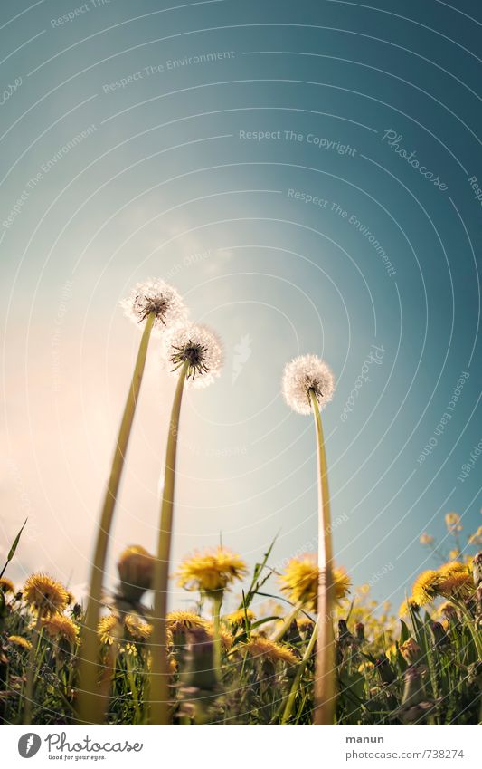 nerd Nature Sky Spring Beautiful weather Plant Flower Leaf Blossom Wild plant Dandelion Dandelion field Meadow Blossoming Tall Natural Perspective Symmetry