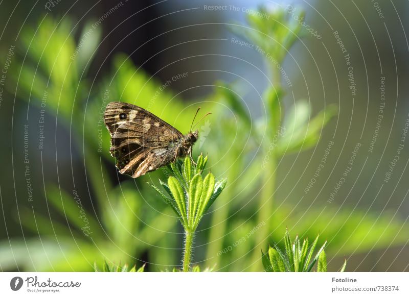 Short break Environment Nature Plant Animal Summer Bushes Butterfly Wing 1 Small Brown Green Colour photo Multicoloured Exterior shot Close-up Detail Deserted