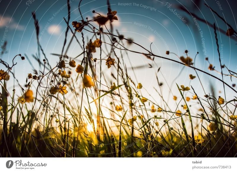 spring meadow Summer Sun Nature Landscape Plant Sky Clouds Sunrise Sunset Sunlight Spring Beautiful weather Flower Grass Meadow Spring flower Spring day