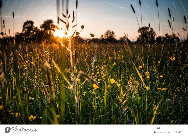 beautiful sunset Summer Sun Nature Landscape Plant Sky Cloudless sky Sunrise Sunset Spring Beautiful weather Tree Flower Grass Meadow Spring flower Spring day