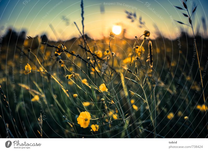 Beautiful Sunset No.2 Nature Landscape Plant Sky Cloudless sky Sunrise Sunlight Spring Beautiful weather Grass Wild plant Spring flower spring meadow Spring day