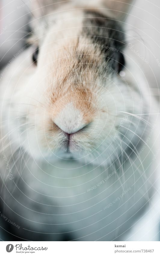 And on Mondays Helmut says hello Pet Animal face Pelt Hare & Rabbit & Bunny Pygmy rabbit pygmy hare Whisker Snout 1 Friendliness Bright Cute Beautiful Sympathy