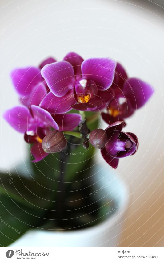 orchid Nature Plant Spring Flower Orchid Blossom Pot plant Esthetic Bright Near Beautiful Green Violet White Colour photo Interior shot Close-up
