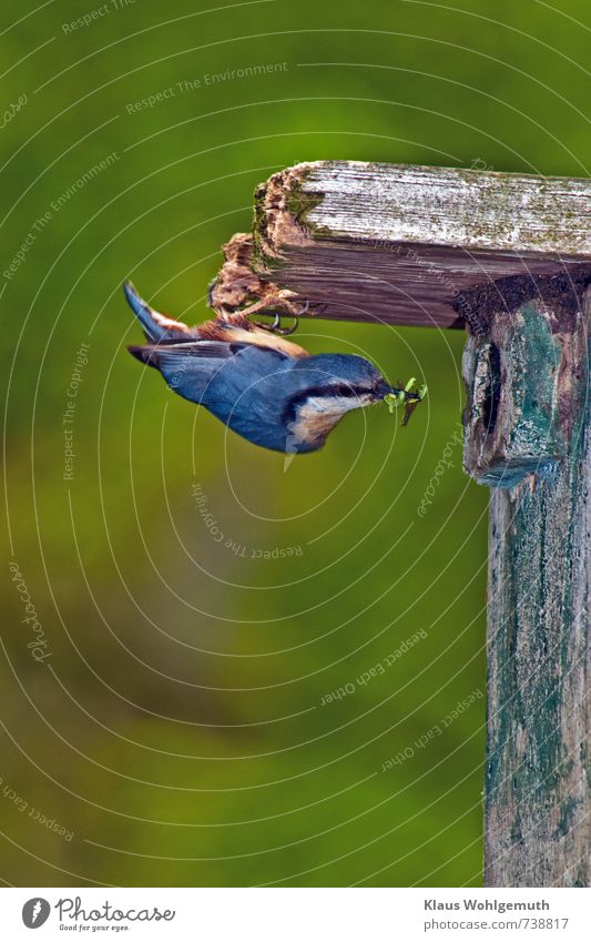 A nuthatch hangs upside down on the roof of its nest hole and holds food in its beak Environment Nature Animal Spring Summer Park Forest Wild animal Bird