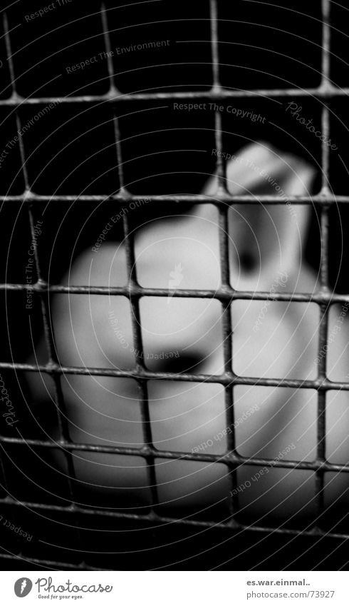 Easter's out next year. Pelt Sadness Dark Soft Black White Loneliness Hare & Rabbit & Bunny Captured Grating Cage Mesh grid Enclosed Black & white photo