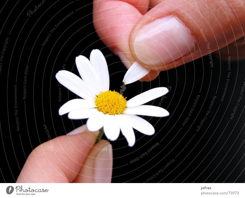 well wants me... Hand Love Passion Planning Emotions flower fingers happiness