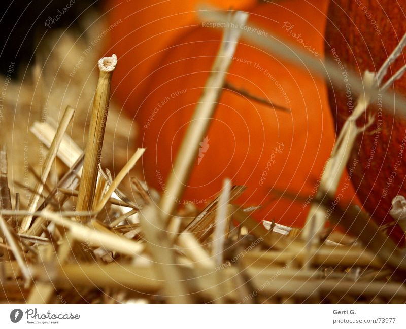 the last straw Straw Vertical Bale of straw Pumpkin seed Hallowe'en Decoration Nutrition Food Feed Agriculture Farm Pumpkin soup Blade of grass prick Vegetable