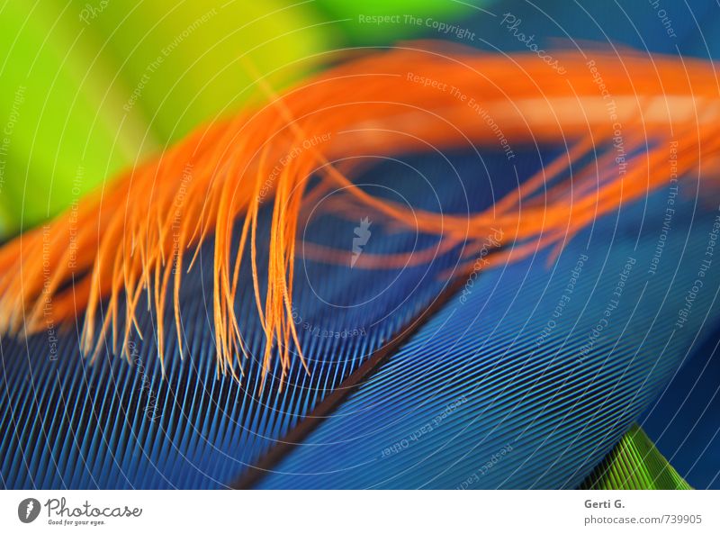MiX Feather Line Blue Orange Happy Joie de vivre (Vitality) Colour Arrangement Structures and shapes Multicoloured Gaudy Flashy cockatoo feather parrot feather
