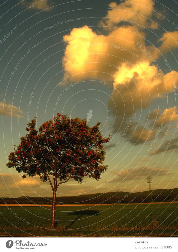 City and Country II Rowan tree Horizon Clouds Dramatic Country life Dusk Shadow everything used to be better