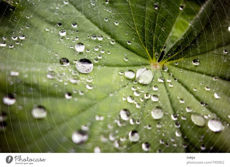 drops of women's mantle: almost like rapeseed Nature Drops of water Weather Rain Plant Leaf Alchemilla leaves Alchemilla vulgaris Fresh Near Wet Natural Round