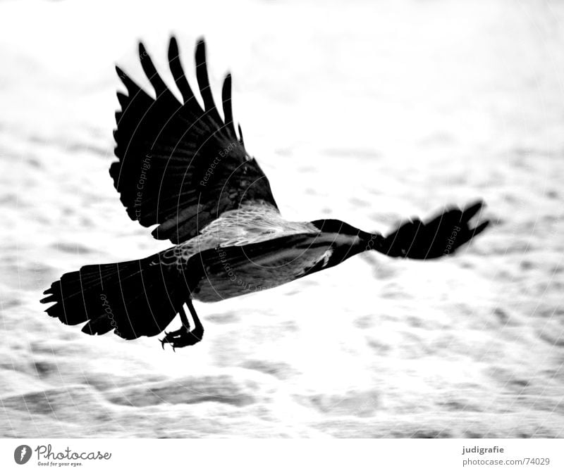 Hooded Crow Carrion crow Raven birds Bird Animal Beach Coast Ocean Swing Feather Black Gray Western Beach Black & white photo Aviation Beginning Sand Dynamics