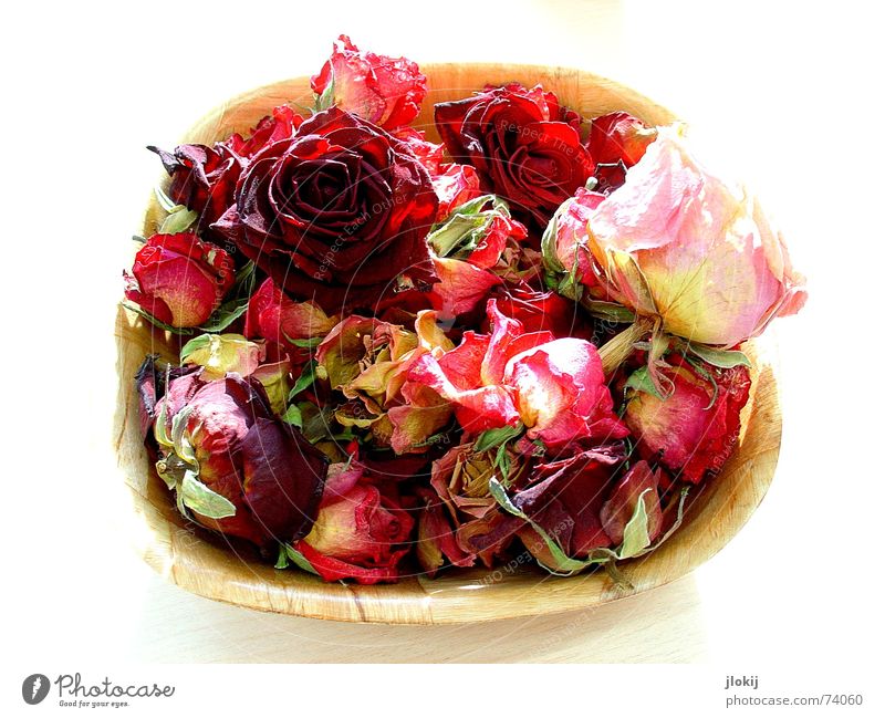 splotch of paint Rose Dried Wood Red Table Back-light Dust Moody Romance Loyalty Blossom Basket Nature Delicate Soft Plant Isolated Image Bowl flower room