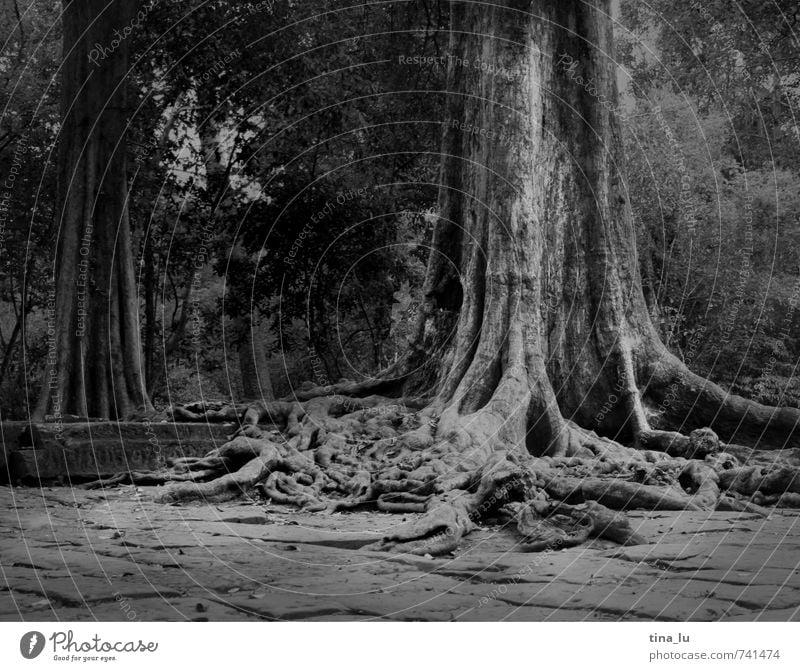 Angkor Tree Exotic Angkor Wat Cambodia Ruin Temple Monument Breathe Root Virgin forest Overgrown Disperse Old Past Wisdom Buddhism Monarchy King Palace