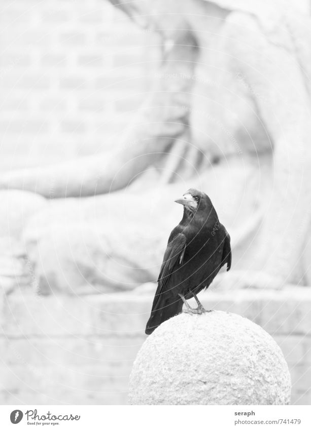 Raven Animal Bird Wing Monument Sculpture Feather Cemetery Raven birds Common Raven Crow Sit Observe Resting Death Life mourn Sadness Beak plumage Looking talon