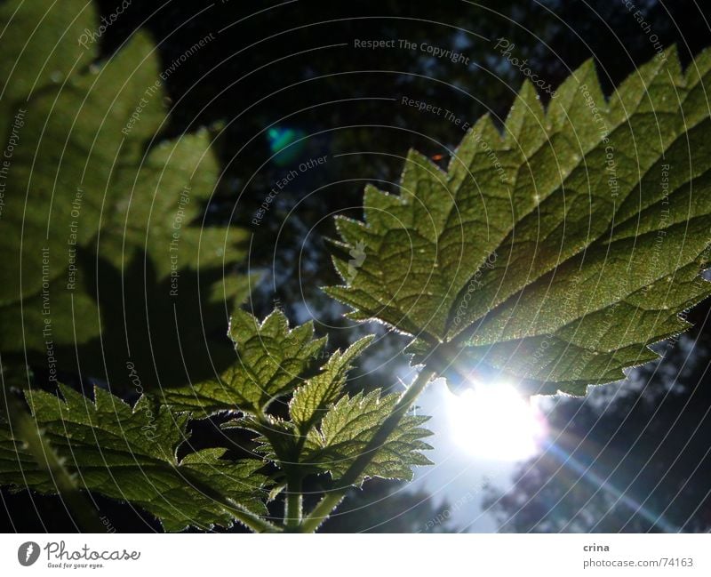 Sun in the forest Stinging nettle Forest Green Light Plant Burn Lighting Prongs Weed