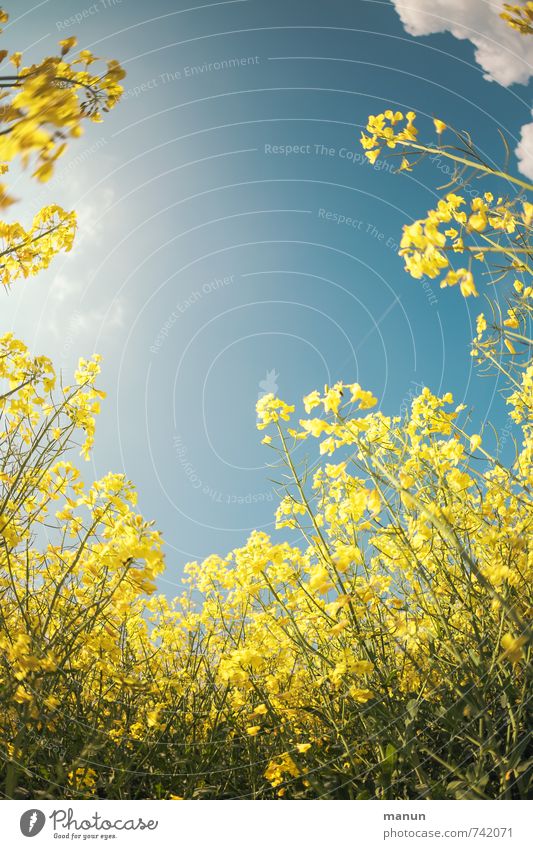 obligatory rapeseed photo Nature Spring Beautiful weather Plant Blossom Agricultural crop Canola field Oilseed rape cultivation Field Colour photo Exterior shot