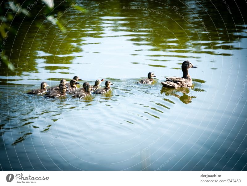 Family outing of the ducks on the pond. The duck mother in front, the children behind. With a light bow wave. Happy Harmonious Adventure Nature Water Spring