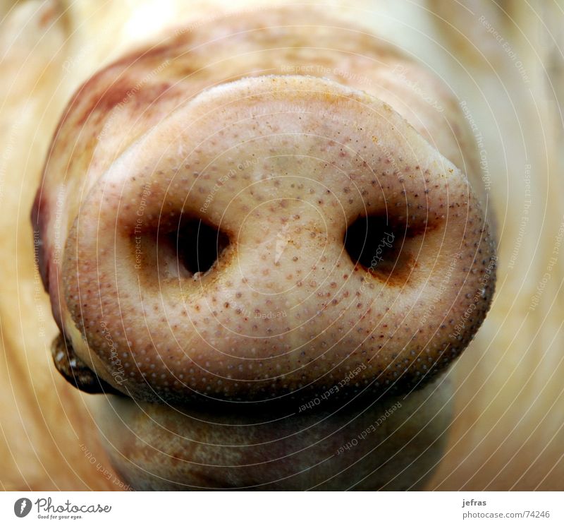 snout Close-up Nutrition Macro (Extreme close-up) animal bacon Detail face fat meat nose pig pork