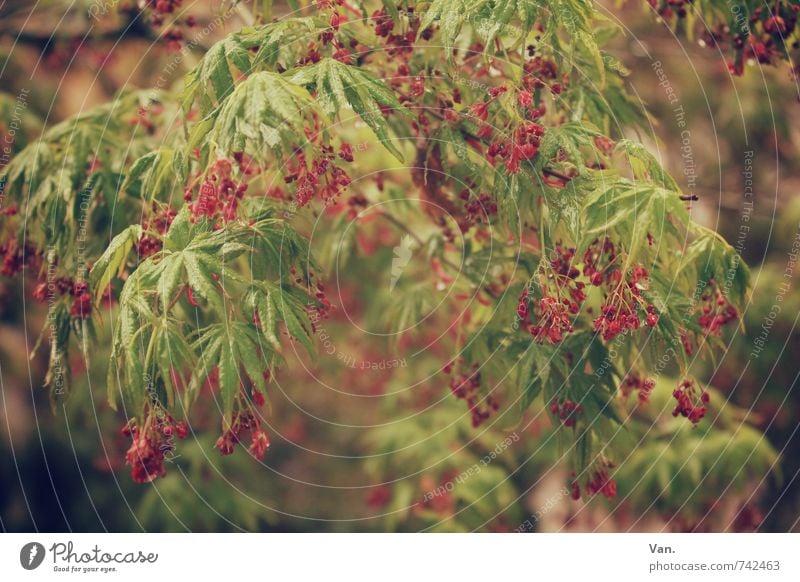 early summer Nature Plant Spring Tree Bushes Leaf Foliage plant Fruit Garden Hang Green Red Colour photo Subdued colour Exterior shot Close-up Deserted Day