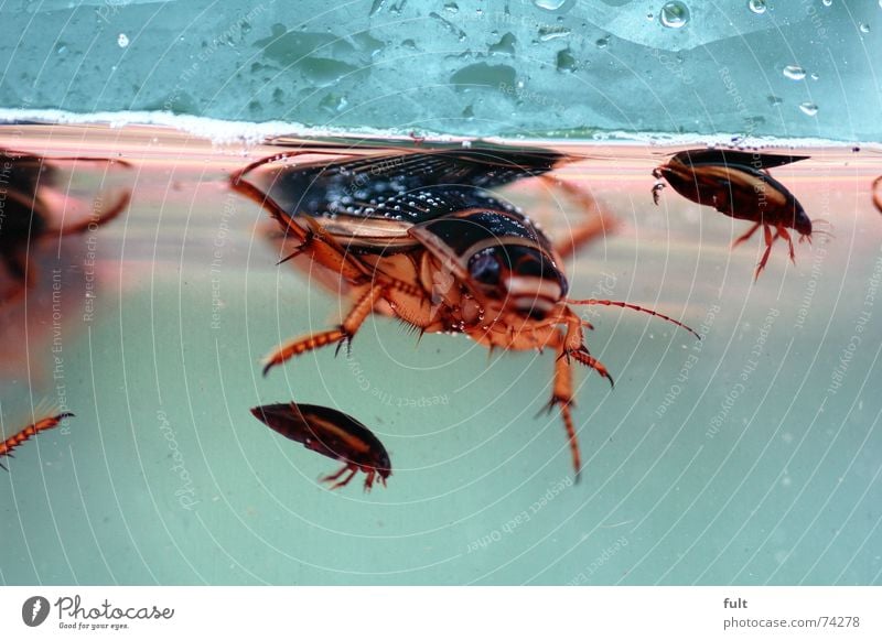 gelbrandkäfer Dive Pond Mang Daa-Na Beetle Armor-plated Water Pests chicken feed Float in the water Swimming & Bathing