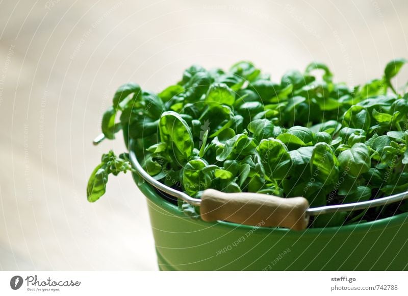 my herb garden Herbs and spices Nutrition Organic produce Plant Agricultural crop Fragrance Eating To dry up Growth Fresh Natural Green Basil Basil leaf