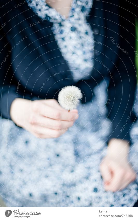Ready to be pusted Lifestyle Style Human being Feminine Woman Adults Arm Hand Fingers 1 Flower Dandelion Dress Vest To hold on Beautiful Blue White Happy