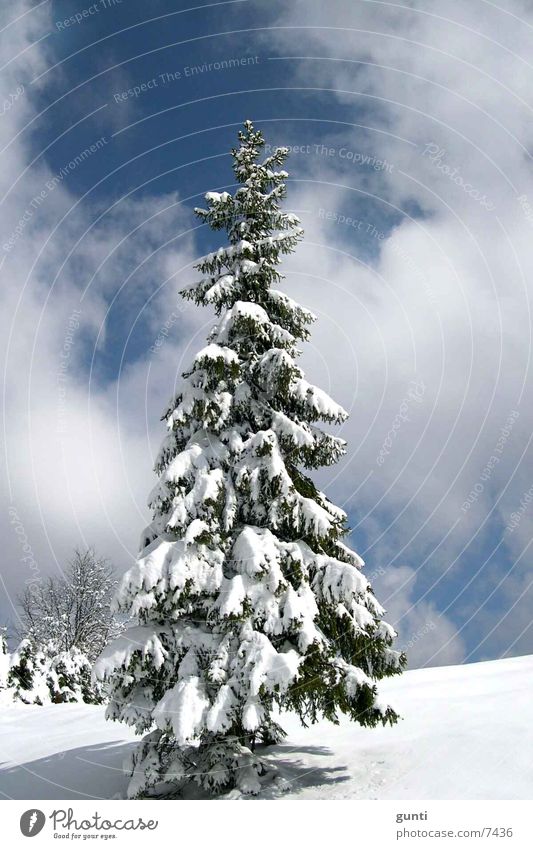 Solitaire Fir Winter Fir tree Tree Individual Snow Mountain