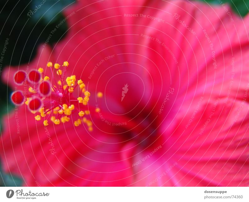 Pretty in pink Pink Red Flower Hibiscus Hawaii Blossom Beautiful Near Calm magnum Pistil Pollen Macro (Extreme close-up) Close-up Blossoming Calyx space